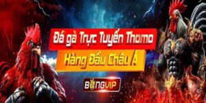 Đá gà Thomo Bongvip trực tuyến - Cược tỷ lệ cực cạnh tranh