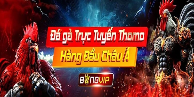 Đá gà Thomo Bongvip trực tuyến - Cược tỷ lệ cực cạnh tranh